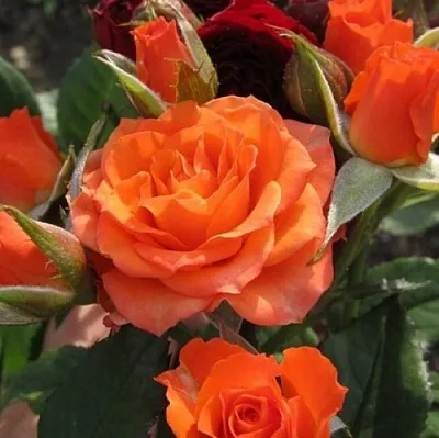 Саженцы роз АЛЕГРИЯ спрей  Саженцы роз АЛЕГРИЯ спрей в Пскове