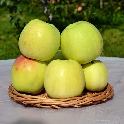 Яблоня БИРСКОЕ ГРУШЕВОЕ (БИЧИК)  Яблоня БИРСКОЕ ГРУШЕВОЕ (БИЧИК) в Пскове