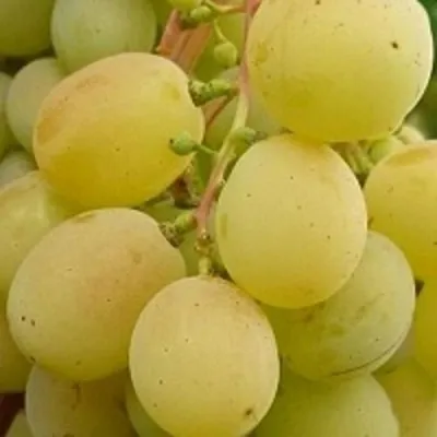 Виноград ТАЛИСМАН в Пскове