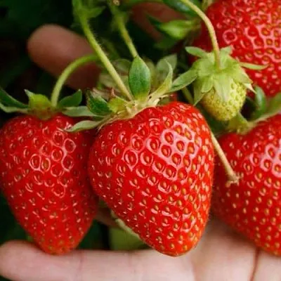 Клубника ПОРТОЛА ремонтантная  Клубника ПОРТОЛА ремонтантная в Пскове