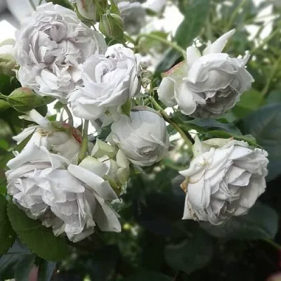 Саженцы роз ГРИЗЕЛИС шраб в Пскове