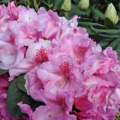 Рододендрон КЛАУДИУС  Рододендрон КЛАУДИУС в Пскове