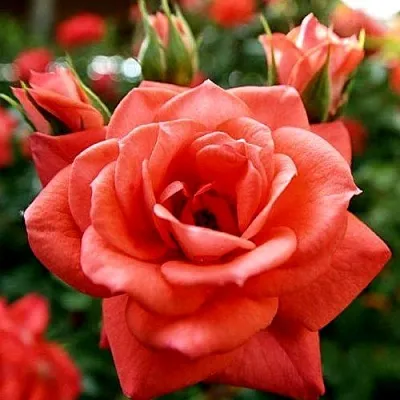 Ремонтантные гибриды Ремонтантные гибриды в Пскове