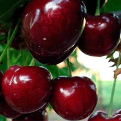 Черешня ВАСИЛИСА  Черешня ВАСИЛИСА в Пскове