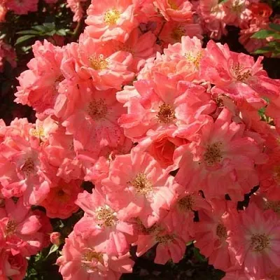 Почвопокровная Почвопокровная в Пскове