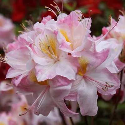 Азалия САТОМИ японская  Азалия САТОМИ японская в Пскове