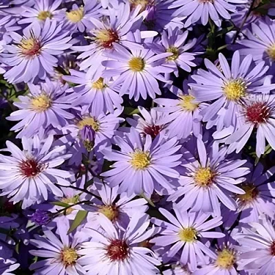 Астра БЛЮ ХЕВЕН сердцелистная  Астра БЛЮ ХЕВЕН сердцелистная в Пскове