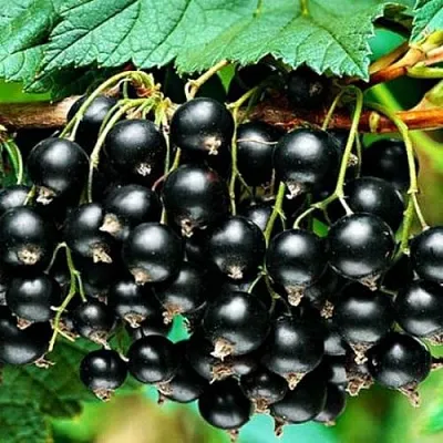 Смородина черная АТЛАНТ в Пскове