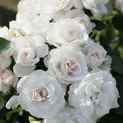 Саженцы роз АСПИРИН флорибунда в Пскове