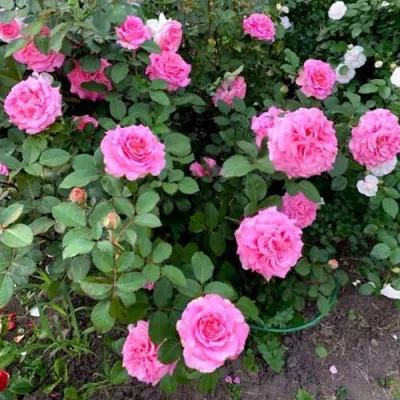 Саженцы роз ЭШЛИ чайно-гибридная — описание сорта Саженцы роз ЭШЛИ чайно-гибридная в Пскове