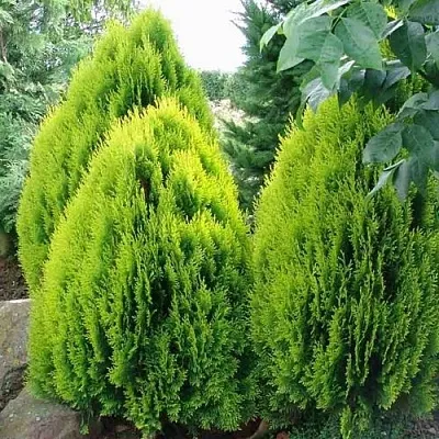 Туя восточная в Пскове