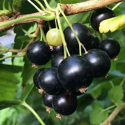 Смородина чёрная ДАБРАДЗЕЯ в Пскове