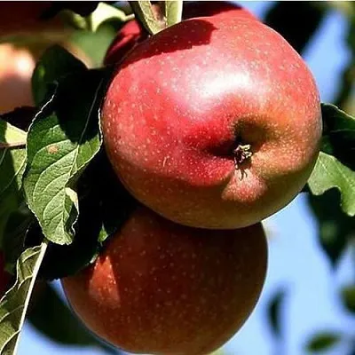 Яблоня АНТЕЙ КИЕВСКИЙ колонновидная  Яблоня АНТЕЙ КИЕВСКИЙ колонновидная в Пскове