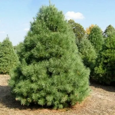 Сосна ВЕЙМУТОВА в Пскове