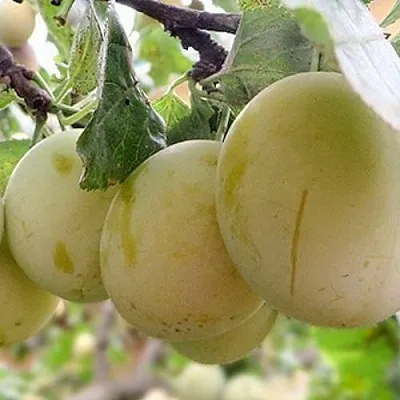 Слива УТРО  Слива УТРО в Пскове