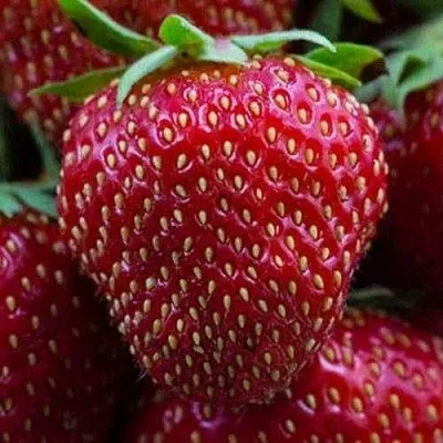 Клубника НАНДИ  Клубника НАНДИ в Пскове