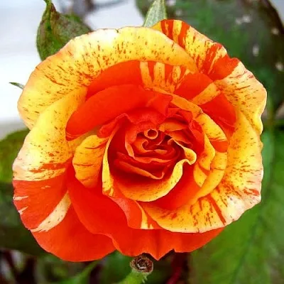 Саженцы роз АПЕЛЬСИН И ЛИМОН флорибунда в Пскове