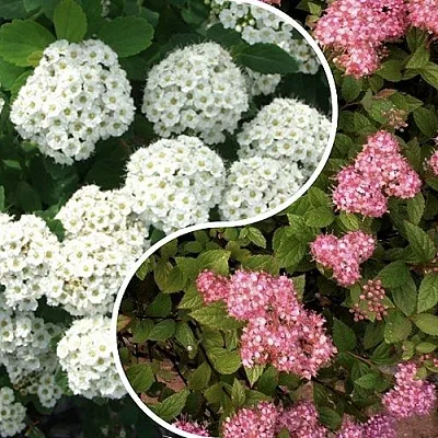 Комплект ТАЛАНТЛИВЫЙ САДОВОД в Пскове