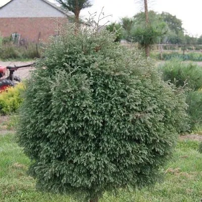Туя вересковидная  Туя вересковидная в Пскове