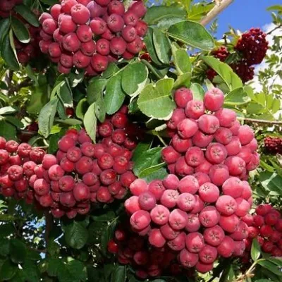 Рябина ГРАНАТНАЯ сладкоплодная — описание сорта Рябина ГРАНАТНАЯ сладкоплодная в Пскове