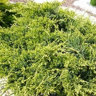 Можжевельник ГОЛД СТАР средний  Можжевельник ГОЛД СТАР средний в Пскове