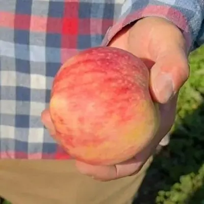 Яблоня ВАСЮГАН колонновидная  Яблоня ВАСЮГАН колонновидная в Пскове