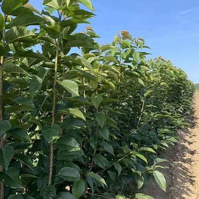 Саженцы оптом Саженцы оптом в Пскове