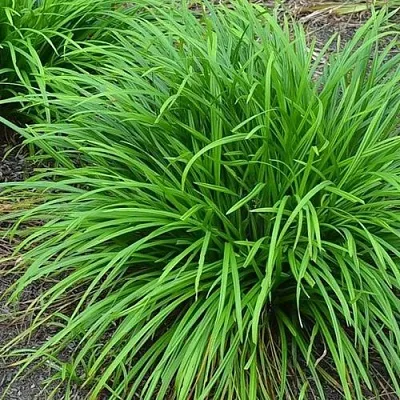 Осока АЙРИШ ГРИН в Пскове