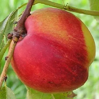 Нектарин СТАРК РЕД ГОЛД в Пскове