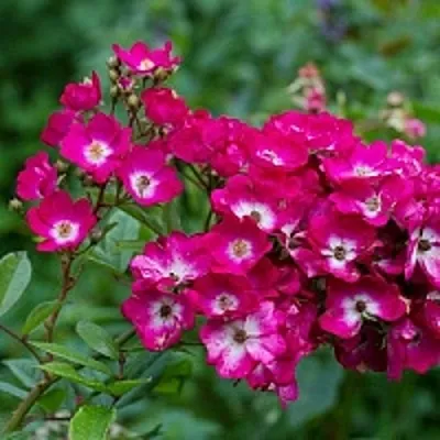 Саженцы роз МАРДЖОРИ ФЕЙР полиантовая  Саженцы роз МАРДЖОРИ ФЕЙР полиантовая в Пскове