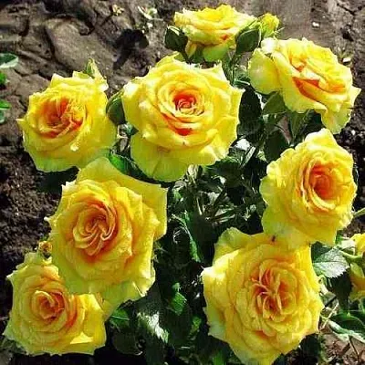 Саженцы роз САН СИТИ спрей в Пскове