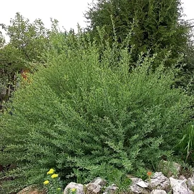 Ива НАНА  пурпурная  в Пскове