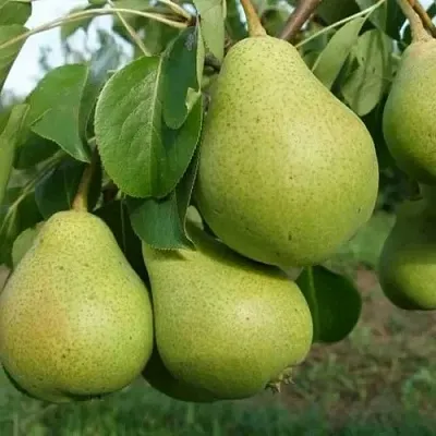 Груша СВЕРДЛОВЧАНКА  Груша СВЕРДЛОВЧАНКА в Пскове