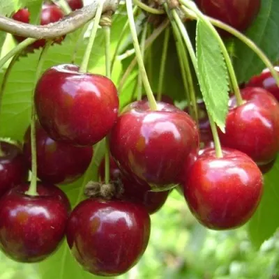 Черешня СИНЯВСКАЯ — описание сорта Черешня СИНЯВСКАЯ в Пскове