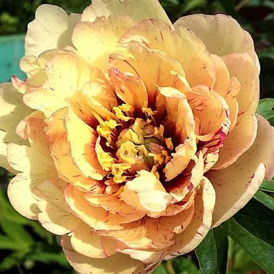 Пионы ИТО-гибриды в Пскове