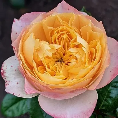 Саженцы роз ГОЛДЕН ВУВУЗЕЛА чайно-гибридная в Пскове