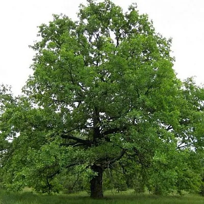 Дуб черешчатый  в Пскове