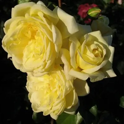 Саженцы роз КАЗИНО плетистая  Саженцы роз КАЗИНО плетистая в Пскове