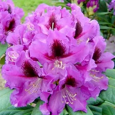 Рододендрон РАСПУТИН  Рододендрон РАСПУТИН в Пскове