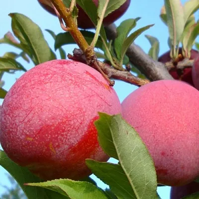 саженцы сливы саженцы сливы