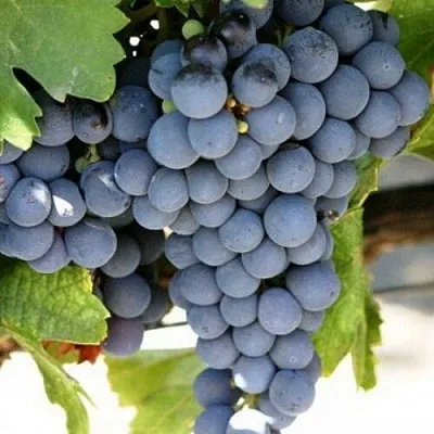 Виноград ЧЕСУРАН в Пскове