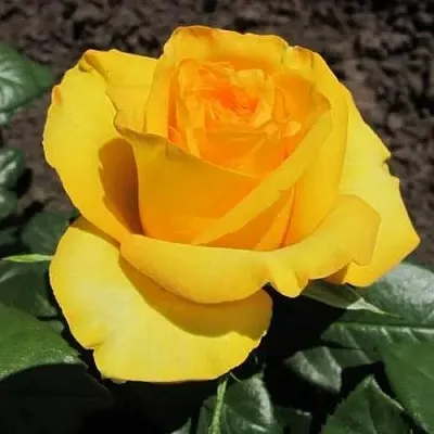 Саженцы роз КЕРИО чайно-гибридная в Пскове