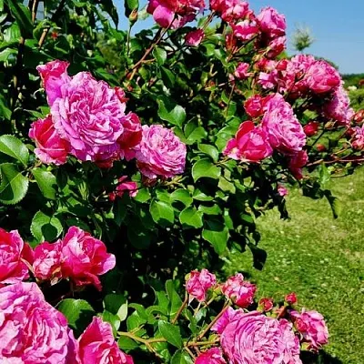 Саженцы роз ИНЕС САСТР плетистая  Саженцы роз ИНЕС САСТР плетистая в Пскове