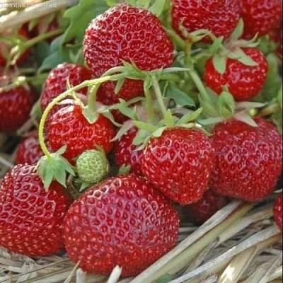 Клубника ЗЕНГА-ЗЕНГАНА  Клубника ЗЕНГА-ЗЕНГАНА в Пскове