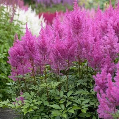 Астильба АМЕТИСТ Арендса  Астильба АМЕТИСТ Арендса в Пскове