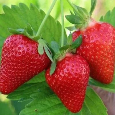 Клубника КЛОДИЯ  Клубника КЛОДИЯ в Пскове