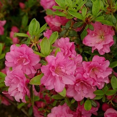 Азалия РОЗИНЕТТА японская  Азалия РОЗИНЕТТА японская в Пскове