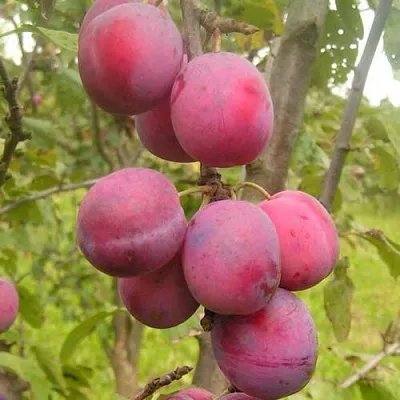 Слива ЭДИНБУРГСКАЯ  Слива ЭДИНБУРГСКАЯ в Пскове