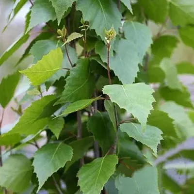 Береза ФАСТИГИАТА повислая  в Пскове