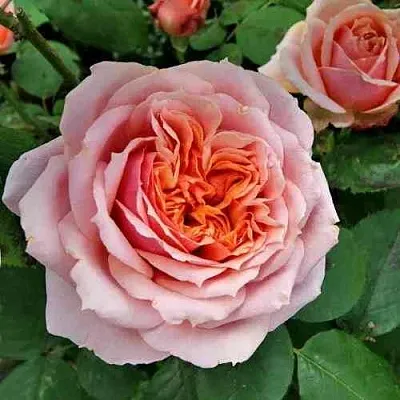 Саженцы роз ПОЛЬ БОКЮЗ шраб  Саженцы роз ПОЛЬ БОКЮЗ шраб в Пскове